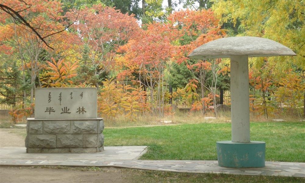內(nèi)蒙古大學(xué)畢業(yè)林1