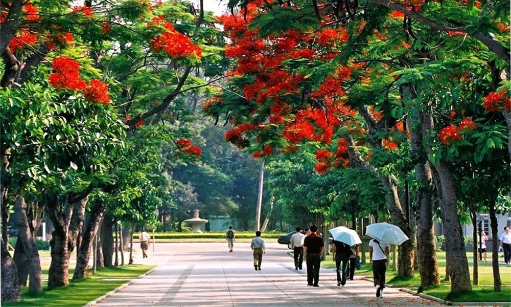 廈門大學(xué)鳳凰花開1